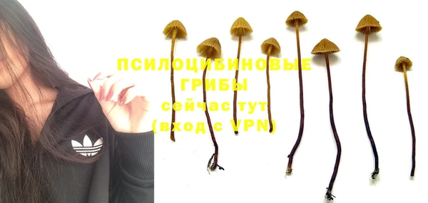 сатива Корсаков